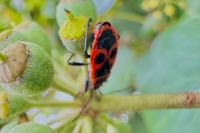 Pyrrhocoris apterus