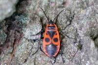 Pyrrhocoris apterus