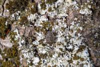 Halyomorpha halys
