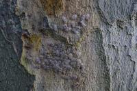 Corythucha ciliata