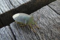Nezara viridula