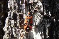 Lygaeus equestris
