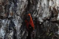 Melanocoryphus albomaculatus