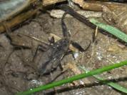 Nepa cinerea