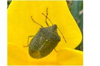 Nezara viridula