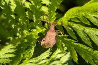 Coreus marginatus