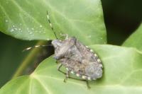 Rhaphigaster nebulosa