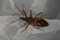 Rhynocoris erythropus