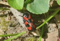 Cercopis vulnerata