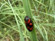 Cercopis vulnerata
