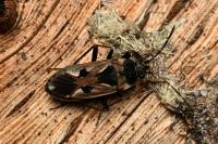 Rhyparochromus vulgaris