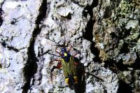 Miris striatus