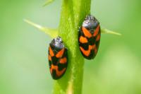 Cercopis vulnerata