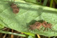 Coreus marginatus