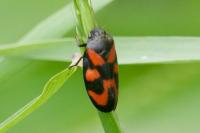 Cercopis vulnerata