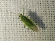 Orthotylus