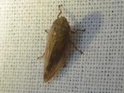Aphrophora