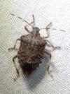 Halyomorpha halys