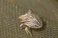 Ancyrosoma leucogrammes