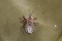 Rhynocoris erythropus