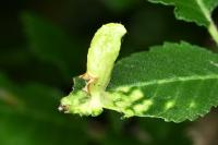 Tetraneura ulmi