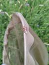 Carpocoris purpureipennis