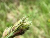 Stenotus binotatus