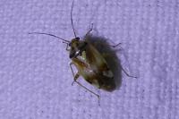 Lygus pratensis