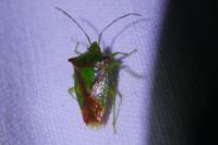 Acanthosoma haemorrhoidale