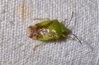 Elasmostethus interstinctus