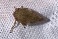 Aphrophora alni