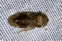 Ledra aurita