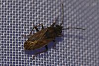 Peritrechus gracilicornis