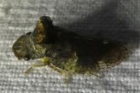 Ledra aurita