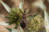 Rhynocoris erythropus