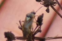 Lygus pratensis