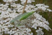 Chrysoperla