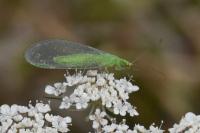 Chrysoperla carnea