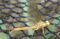 Potamanthus luteus