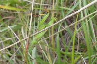 Mantis religiosa