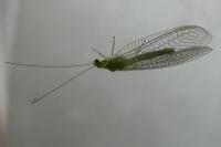Chrysoperla