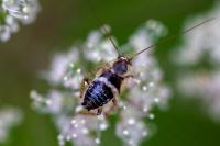 Planuncus vinzi