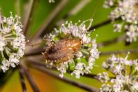 Planuncus vinzi