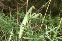 Mantis religiosa