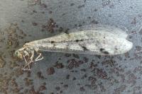 Distoleon tetragrammicus