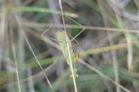 Mantis religiosa