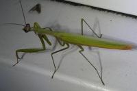 Mantis religiosa