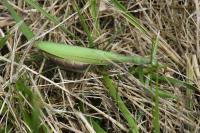Mantis religiosa