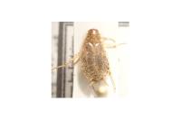 Planuncus vinzi