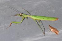 Mantis religiosa